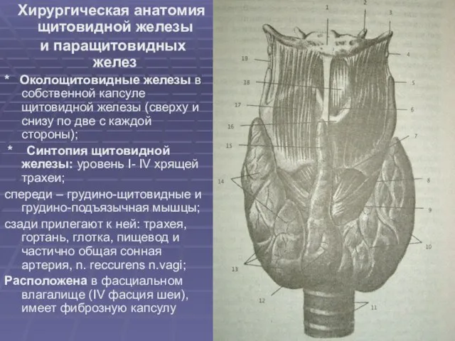 Хирургическая анатомия щитовидной железы и паращитовидных желез * Околощитовидные железы в собственной