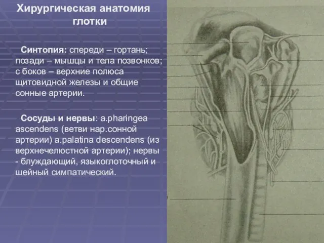 Хирургическая анатомия глотки Синтопия: спереди – гортань; позади – мышцы и тела