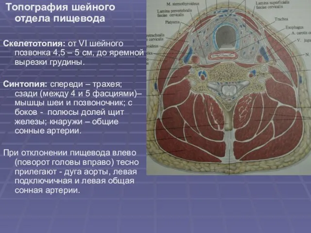 Топография шейного отдела пищевода Скелетотопия: от VI шейного позвонка 4,5 – 5