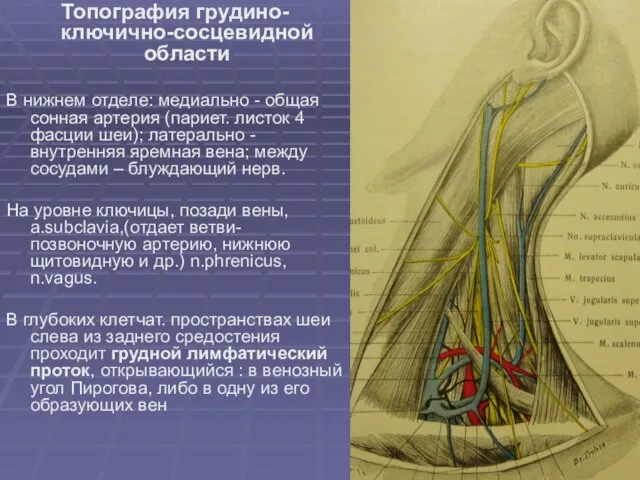 Топография грудино-ключично-сосцевидной области В нижнем отделе: медиально - общая сонная артерия (париет.