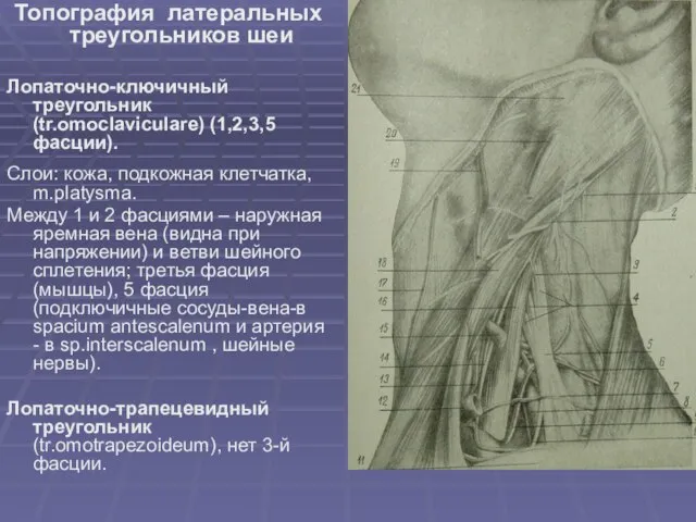 Топография латеральных треугольников шеи Лопаточно-ключичный треугольник (tr.omoclaviculare) (1,2,3,5 фасции). Слои: кожа, подкожная