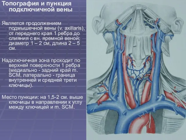 Топография и пункция подключичной вены Является продолжением подмышечной вены (v. axillaris), от