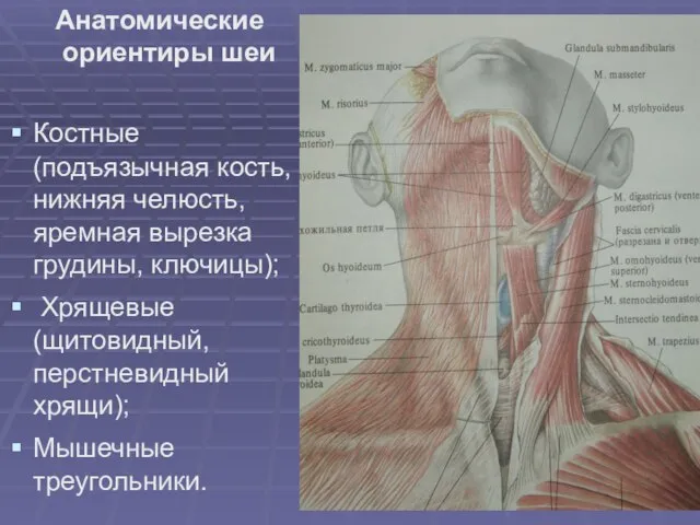 Анатомические ориентиры шеи Костные (подъязычная кость, нижняя челюсть, яремная вырезка грудины, ключицы);