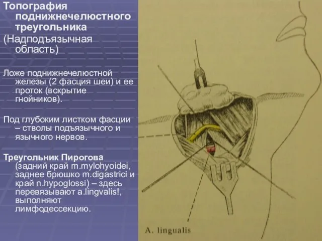 Топография поднижнечелюстного треугольника (Надподъязычная область) Ложе поднижнечелюстной железы (2 фасция шеи) и