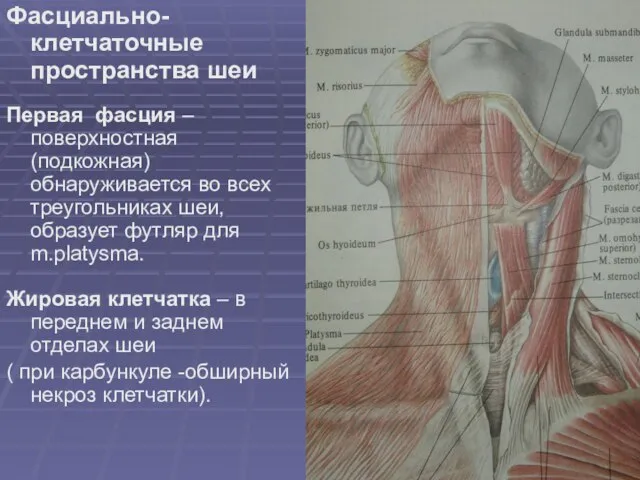 Фасциально-клетчаточные пространства шеи Первая фасция – поверхностная (подкожная) обнаруживается во всех треугольниках