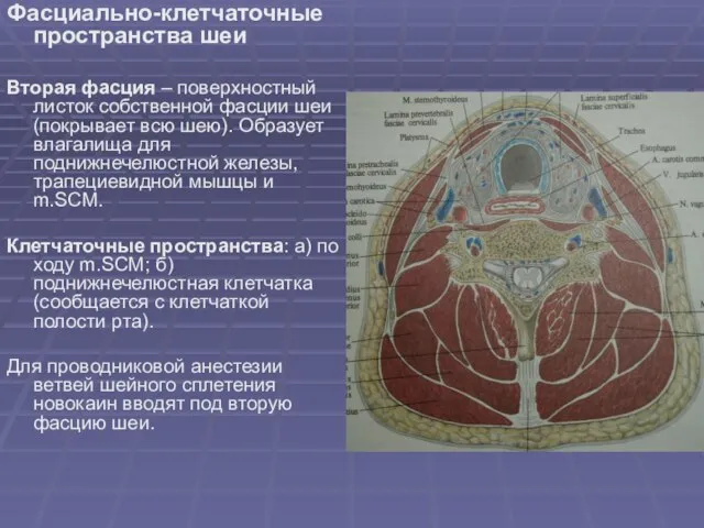 Фасциально-клетчаточные пространства шеи Вторая фасция – поверхностный листок собственной фасции шеи (покрывает