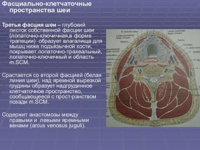 Фасциально-клетчаточные пространства шеи Третья фасция шеи – глубокий листок собственной фасции шеи