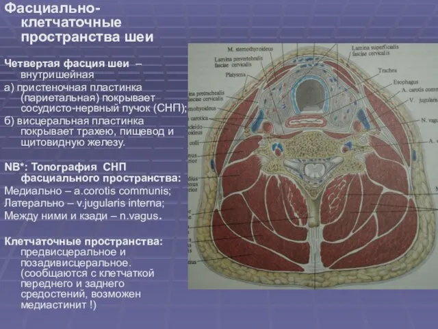 Фасциально-клетчаточные пространства шеи Четвертая фасция шеи – внутришейная а) пристеночная пластинка (париетальная)