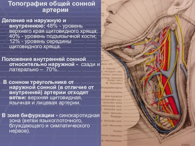 Топография общей сонной артерии Деление на наружную и внутреннюю: 48% - уровень