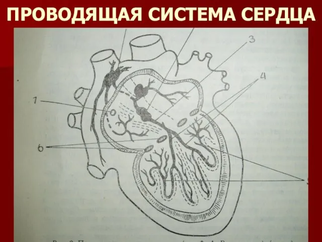 ПРОВОДЯЩАЯ СИСТЕМА СЕРДЦА