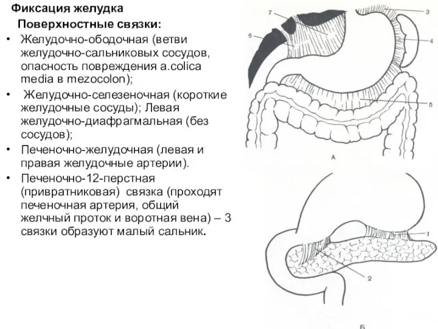 Фиксация желудка Поверхностные связки: Желудочно-ободочная (ветви желудочно-сальниковых сосудов, опасность повреждения a.colica media