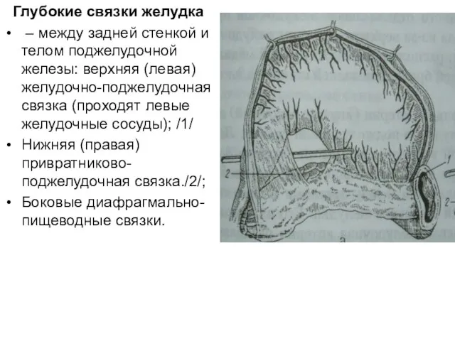 Глубокие связки желудка – между задней стенкой и телом поджелудочной железы: верхняя