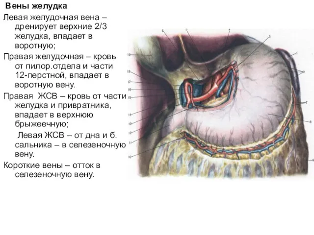 Вены желудка Левая желудочная вена – дренирует верхние 2/3 желудка, впадает в