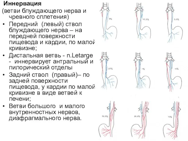 Иннервация (ветви блуждающего нерва и чревного сплетения) Передний (левый) ствол блуждающего нерва