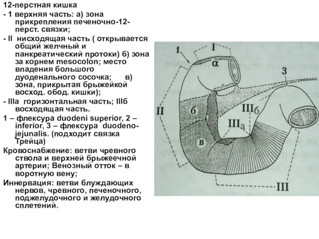 12-перстная кишка - 1 верхняя часть: а) зона прикрепления печеночно-12-перст. связки; -