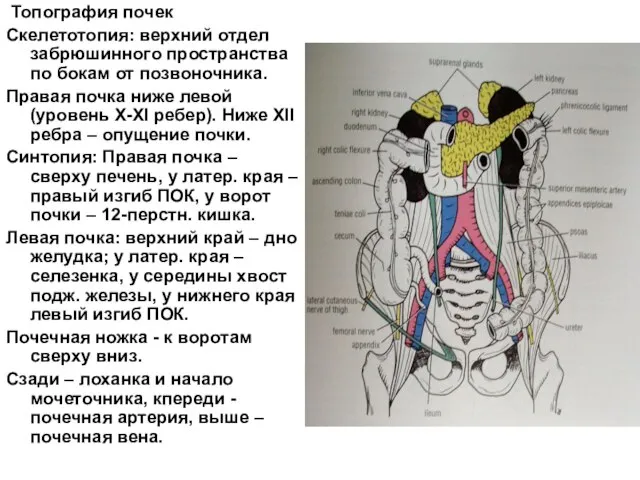 Топография почек Скелетотопия: верхний отдел забрюшинного пространства по бокам от позвоночника. Правая