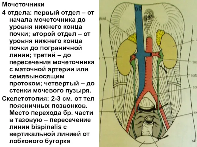 Мочеточники 4 отдела: первый отдел – от начала мочеточника до уровня нижнего