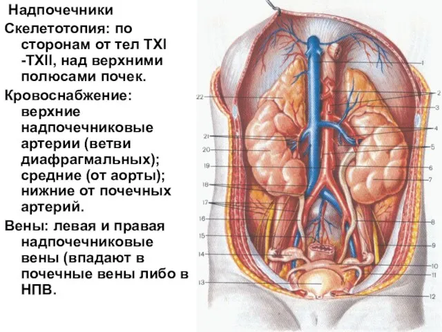 Надпочечники Скелетотопия: по сторонам от тел TXI -TXII, над верхними полюсами почек.