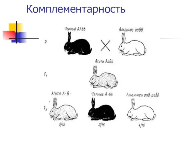 Комплементарность