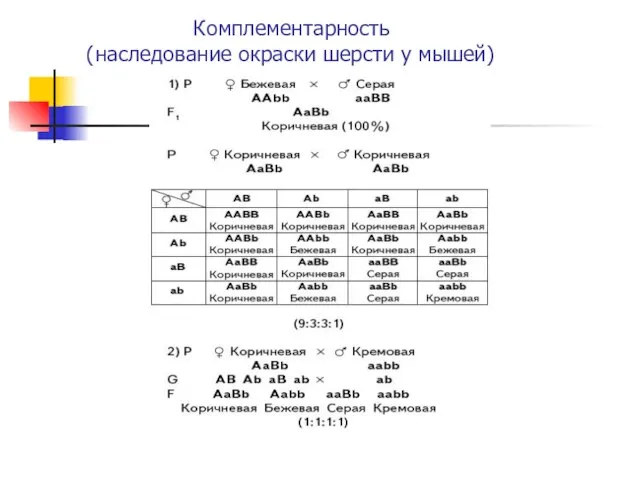 Комплементарность (наследование окраски шерсти у мышей)