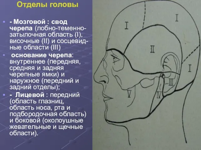 Отделы головы - Мозговой : свод черепа (лобно-теменно-затылочная область (I), височные (II)