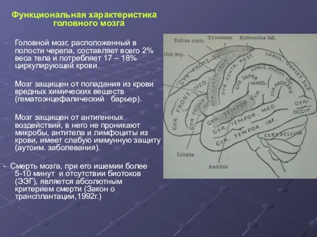 Функциональная характеристика головного мозга Головной мозг, расположенный в полости черепа, составляет всего