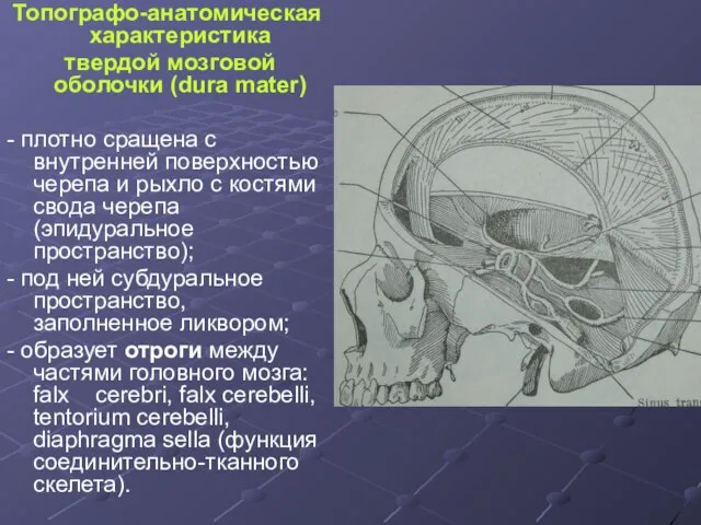 Топографо-анатомическая характеристика твердой мозговой оболочки (dura mater) - плотно сращена с внутренней