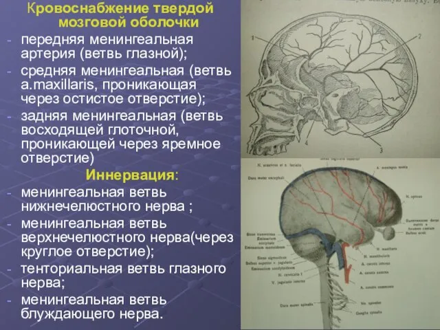 Кровоснабжение твердой мозговой оболочки передняя менингеальная артерия (ветвь глазной); средняя менингеальная (ветвь