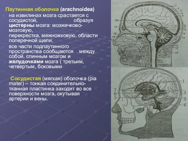 Паутинная оболочка (arachnoidea) на извилинах мозга срастается с сосудистой, образуя цистерны мозга: