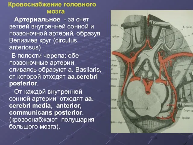 Кровоснабжение головного мозга Артериальное - за счет ветвей внутренней сонной и позвоночной