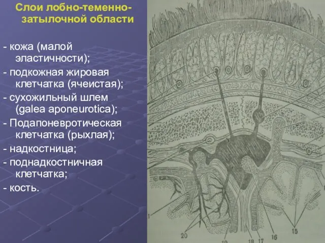 Слои лобно-теменно-затылочной области - кожа (малой эластичности); - подкожная жировая клетчатка (ячеистая);