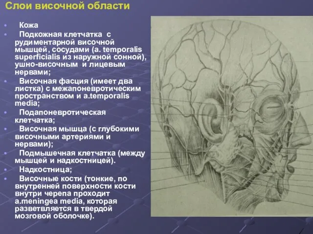 Слои височной области Кожа Подкожная клетчатка с рудиментарной височной мышцей, сосудами (a.