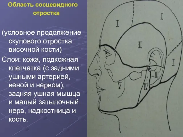 Область сосцевидного отростка (условное продолжение скулового отростка височной кости) Слои: кожа, подкожная