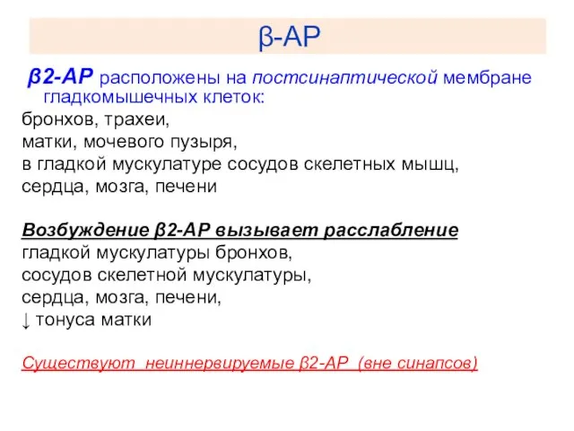 β-АР β2-АР расположены на постсинаптической мембране гладкомышечных клеток: бронхов, трахеи, матки, мочевого