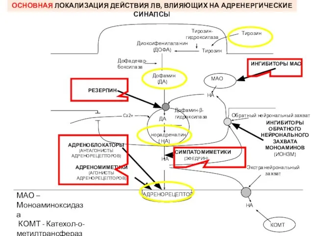 ДА норадреналин ( НА) НА ОСНОВНАЯ ЛОКАЛИЗАЦИЯ ДЕЙСТВИЯ ЛВ, ВЛИЯЮЩИХ НА АДРЕНЕРГИЧЕСКИЕ