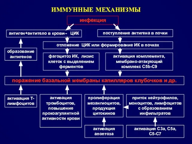 ИММУННЫЕ МЕХАНИЗМЫ инфекция