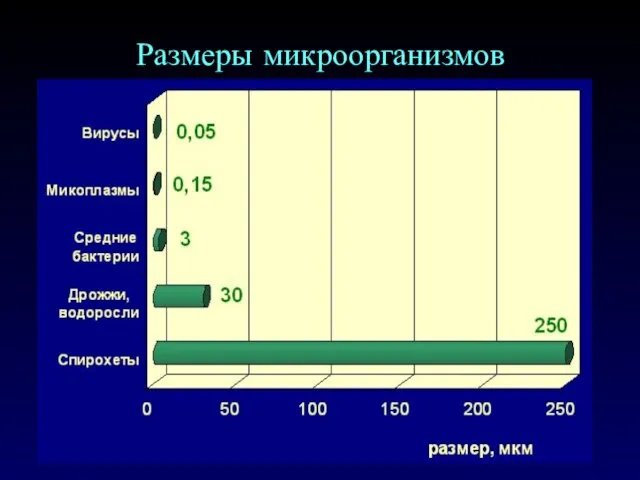 Размеры микроорганизмов