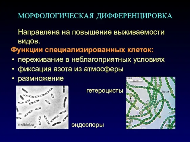 МОРФОЛОГИЧЕСКАЯ ДИФФЕРЕНЦИРОВКА Направлена на повышение выживаемости видов. Функции специализированных клеток: переживание в