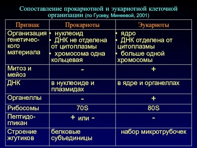 Сопоставление прокариотной и эукариотной клеточной организации (по Гусеву, Минеевой, 2001)