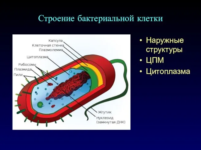 Строение бактериальной клетки Наружные структуры ЦПМ Цитоплазма