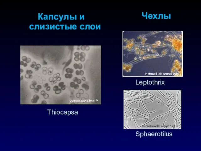 Капсулы и слизистые слои Thiocapsa vietsciences.free.fr Чехлы Sphaerotilus Leptothrix microbewiki.kenyon.edu instruct1.cit.cornell.edu