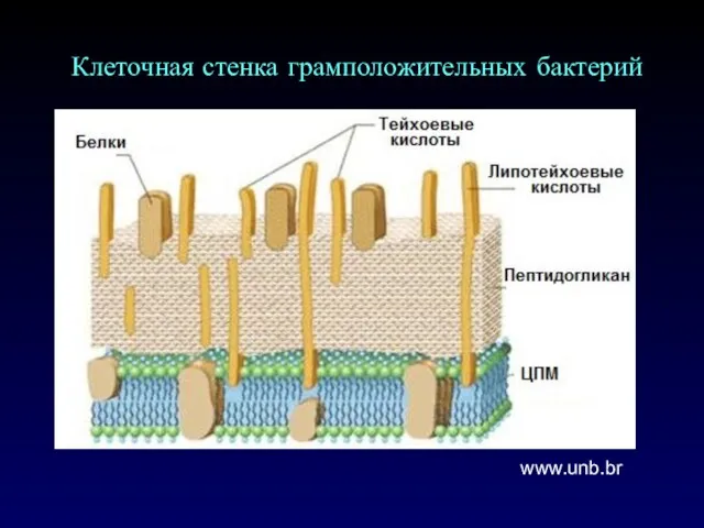 www.unb.br Клеточная стенка грамположительных бактерий
