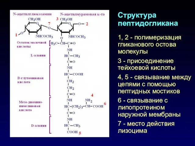 Структура пептидогликана 1, 2 - полимеризация гликанового остова молекулы 3 - присоединение