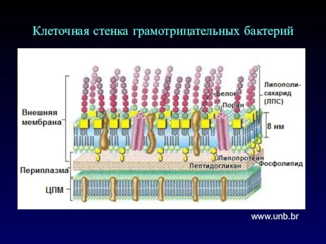 Клеточная стенка грамотрицательных бактерий www.unb.br