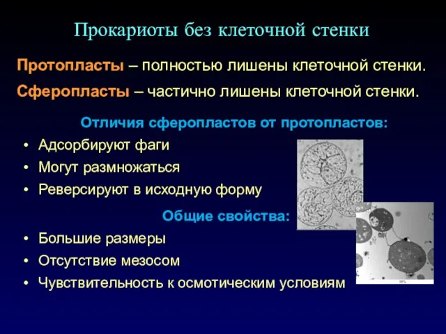 Прокариоты без клеточной стенки Протопласты – полностью лишены клеточной стенки. Сферопласты –