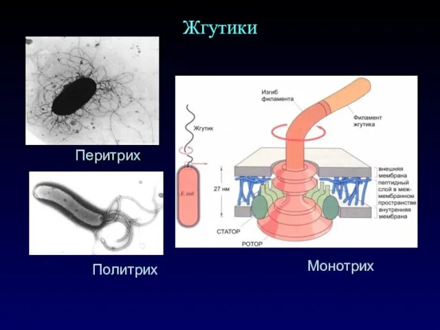 www.artinfo.ru Жгутики Перитрих Политрих Монотрих