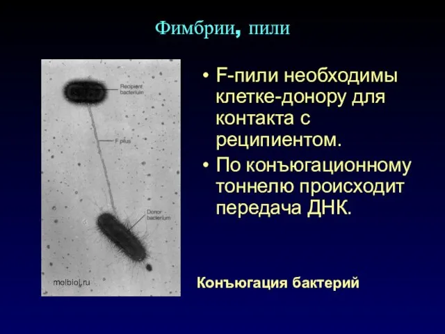 F-пили необходимы клетке-донору для контакта с реципиентом. По конъюгационному тоннелю происходит передача