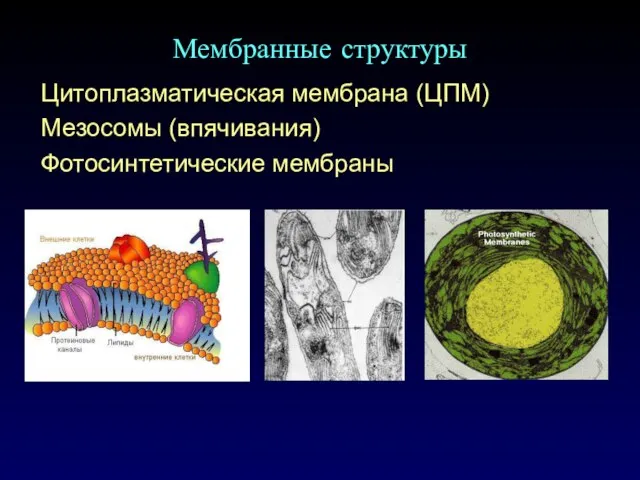 Мембранные структуры Цитоплазматическая мембрана (ЦПМ) Мезосомы (впячивания) Фотосинтетические мембраны