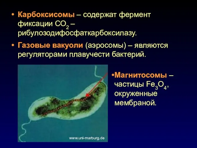 Карбоксисомы – содержат фермент фиксации СО2 – рибулозодифосфаткарбоксилазу. Газовые вакуоли (аэросомы) –