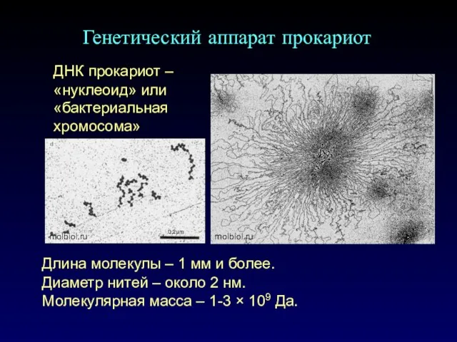 Генетический аппарат прокариот ДНК прокариот – «нуклеоид» или «бактериальная хромосома» Длина молекулы